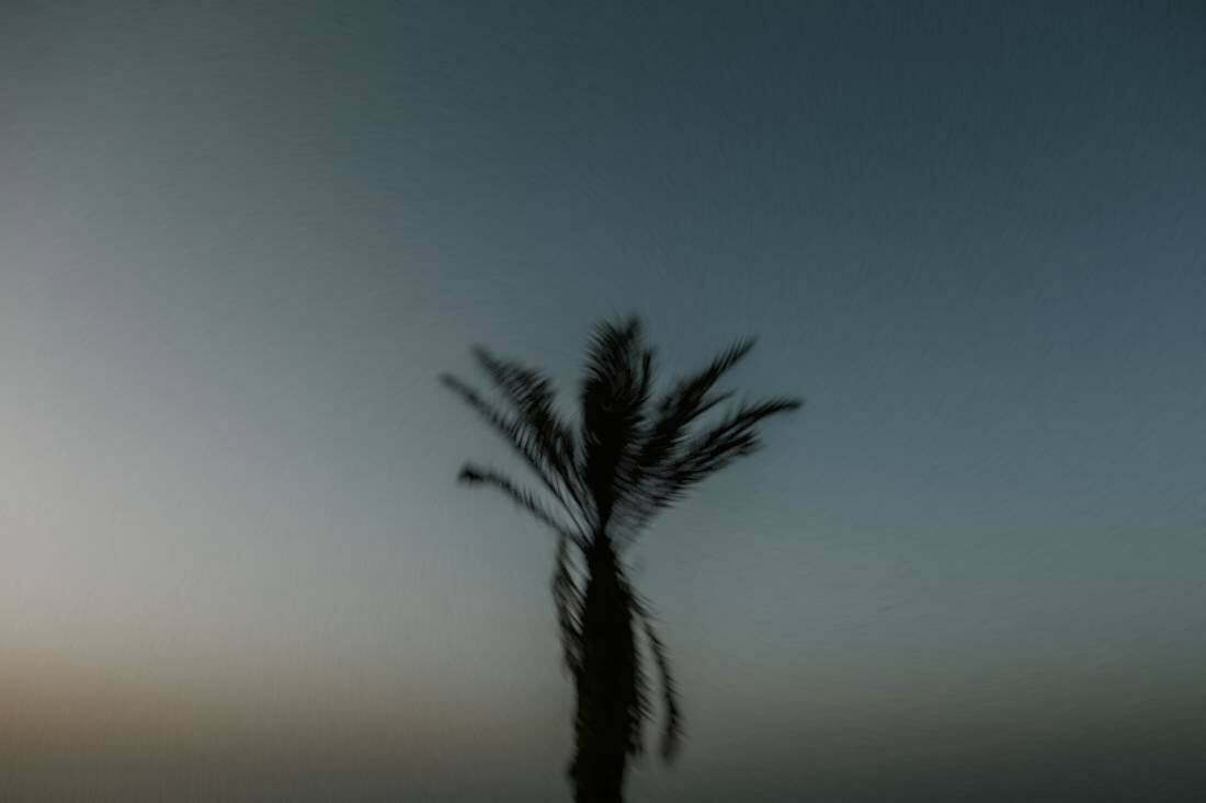 Palm tree Tunisia